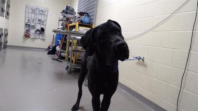 HONEY BUNCHES - Great Dane available for adoption