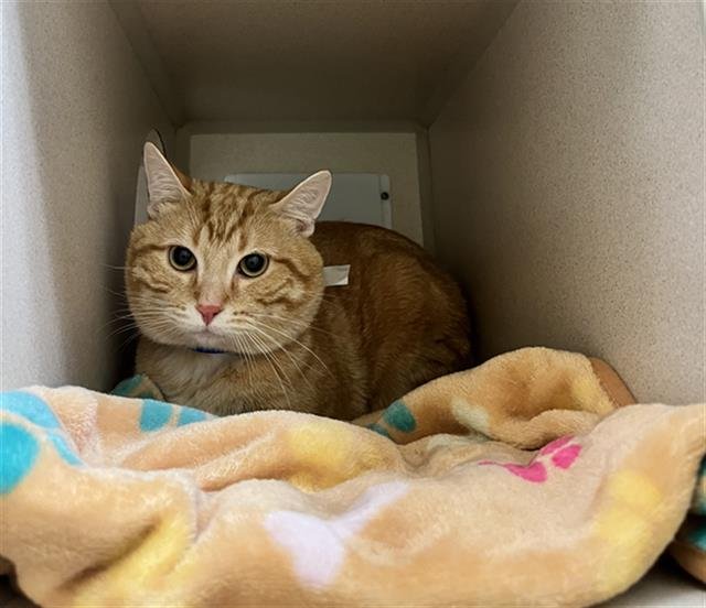 RAJAH - Domestic Short Hair available for adoption