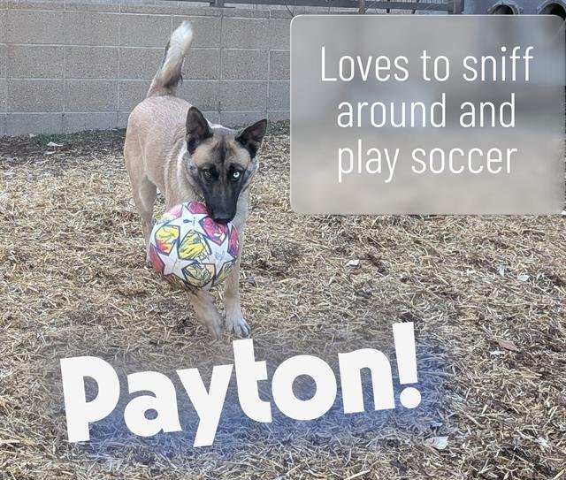PAYTON - German Shepherd Dog / Siberian Husky available for adoption