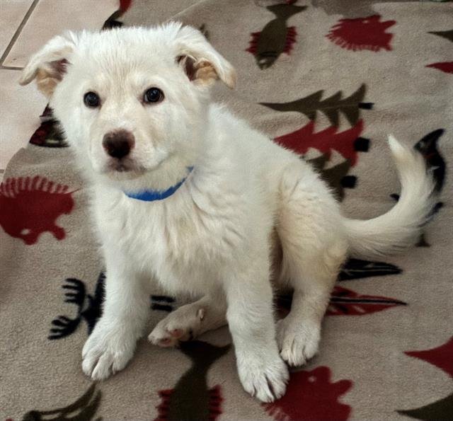 JAXON - Siberian Husky available for adoption