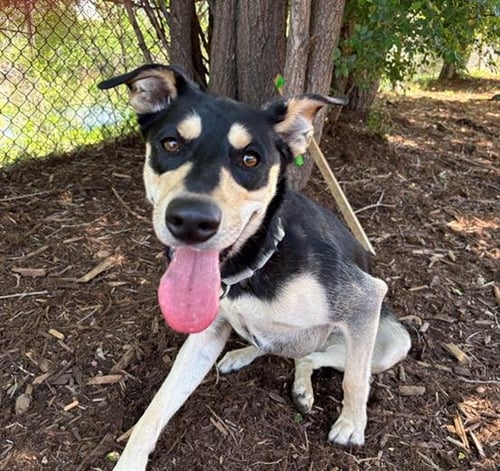 NECAS - German Shepherd Dog / Siberian Husky for adoption in Lakewood