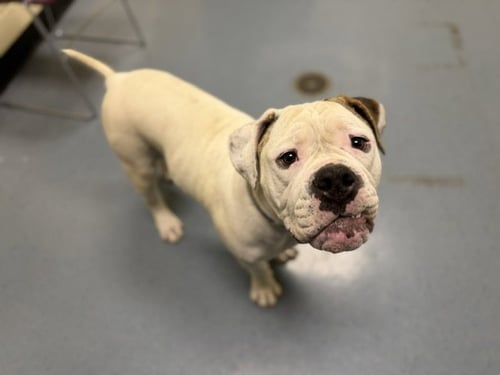 ACHILLES - Pit Bull Terrier available for adoption