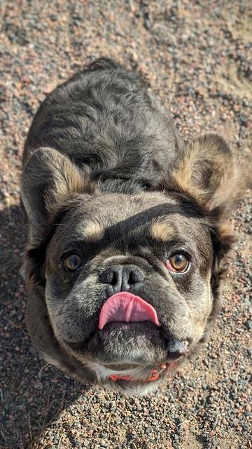ADONIS - French Bulldog available for adoption