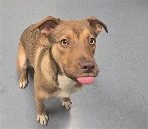 DR. COLLINS - Australian Cattle Dog/Blue Heeler available for adoption