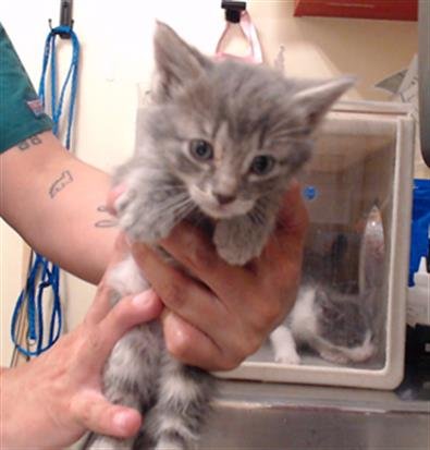 OWL - Domestic Medium Hair for adoption in Westminster