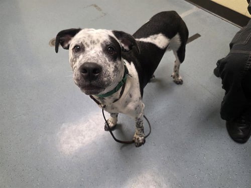 BINGO - Australian Cattle Dog/Blue Heeler / American Pit Bull Terrier available for adoption