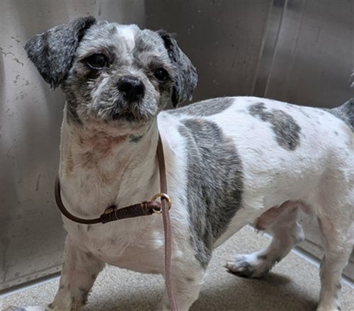 LEHKONEN - Shih Tzu available for adoption