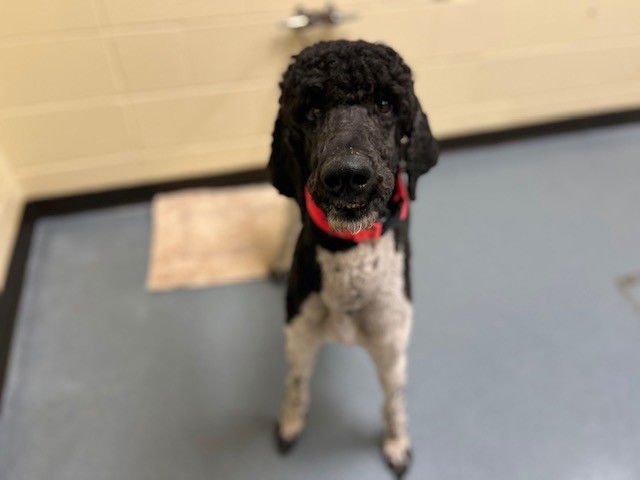 ROCCO - Poodle (Standard) available for adoption