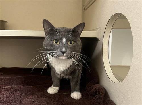 FOX - Domestic Short Hair available for adoption