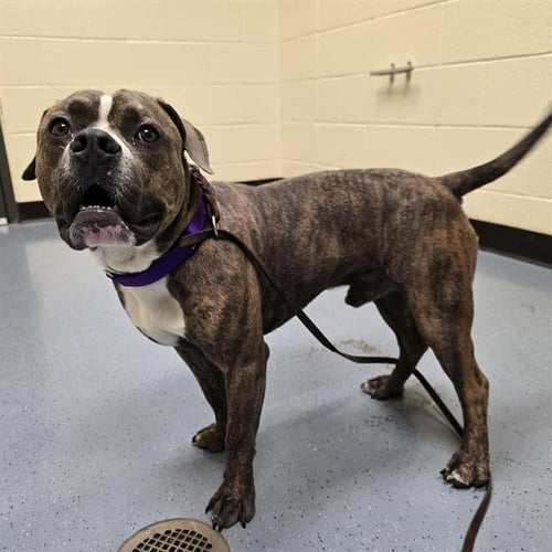 DONKERS - American Pit Bull Terrier available for adoption