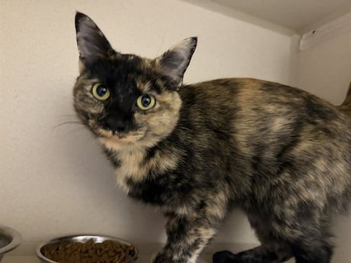CLEO - Domestic Short Hair available for adoption
