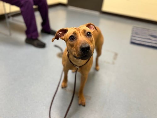 POLIWHIRL - Australian Cattle Dog/Blue Heeler available for adoption