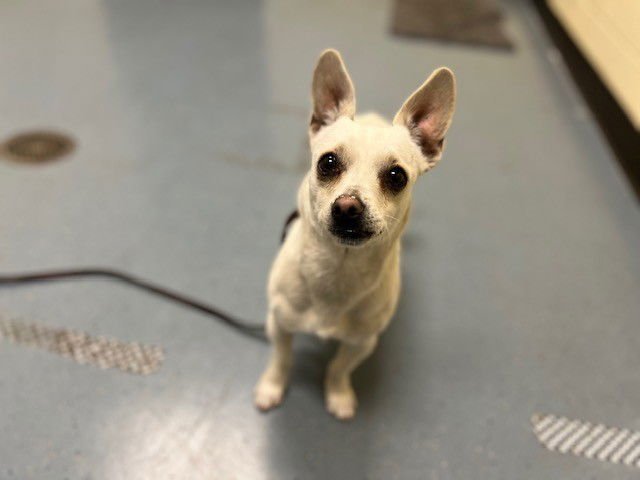 BON CLAY - Chihuahua available for adoption