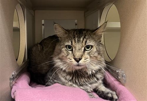 MEECHIE - Domestic Medium Hair available for adoption