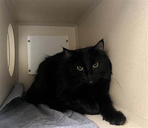 JAZZY - Domestic Long Hair available for adoption