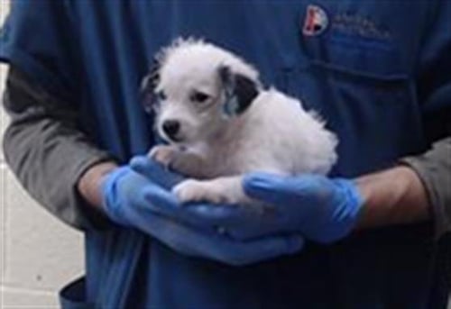 SCRUB DADDY - Poodle (Miniature) available for adoption