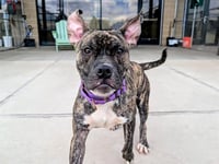 ROCCO - Photo 1
