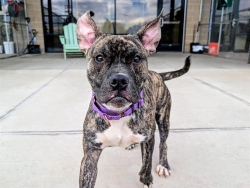 ROCCO - American Pit Bull Terrier for adoption in Lakewood