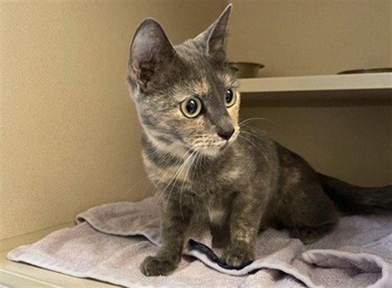 FOLIAGE Image