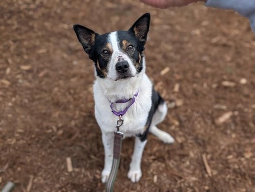DEW DROP - Border Collie / Australian Cattle Dog/Blue Heeler available for adoption