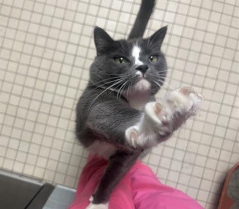 KIT-KAT - Domestic Short Hair available for adoption