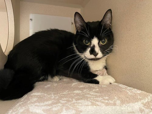 COOKIE - Domestic Short Hair available for adoption