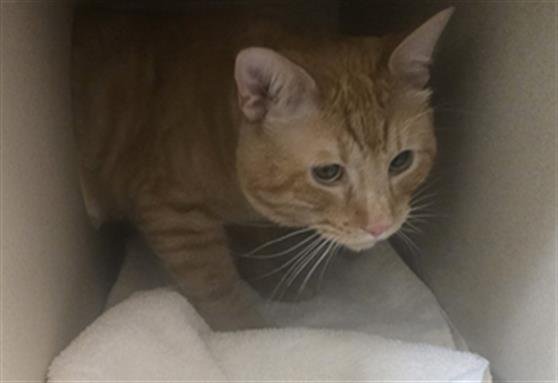 CHIPMONK - Domestic Short Hair available for adoption