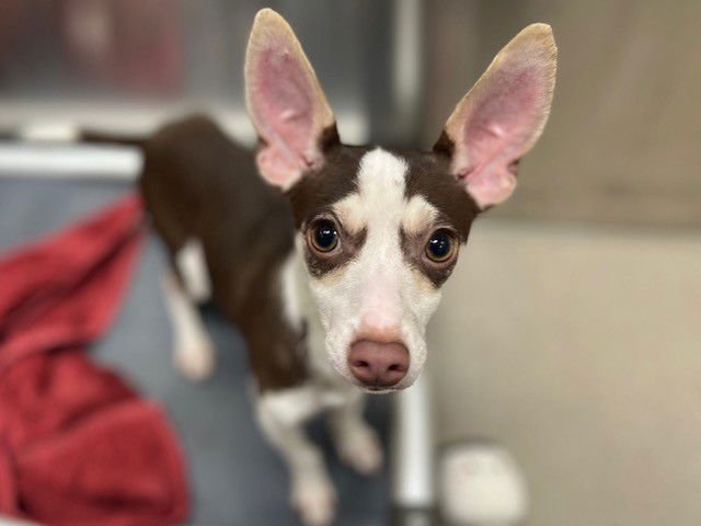 SQUIRTLE - Chihuahua available for adoption