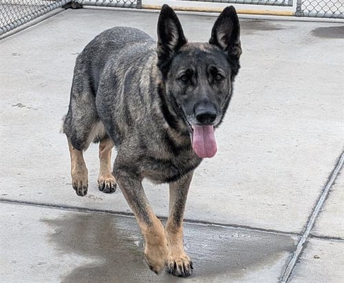 GUINNESS - German Shepherd Dog for adoption in Denver