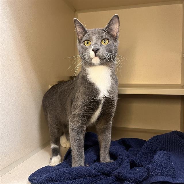 SPENCER - Domestic Short Hair available for adoption