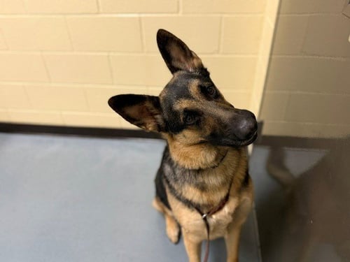 MAXIMUS - German Shepherd Dog available for adoption