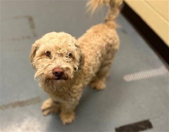 PSYDUCK - Poodle (Miniature) / Cocker Spaniel available for adoption