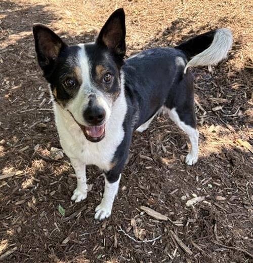 DEW DROP - Border Collie / Australian Cattle Dog/Blue Heeler available for adoption