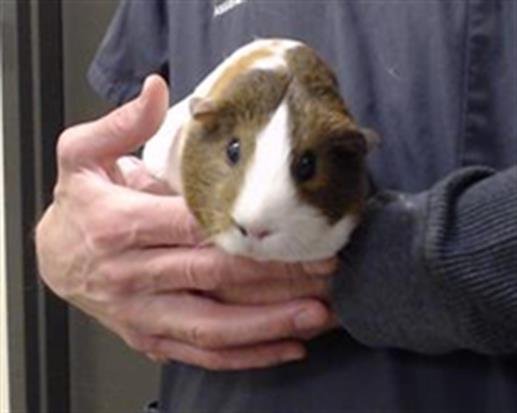 DACA - Guinea Pig available for adoption