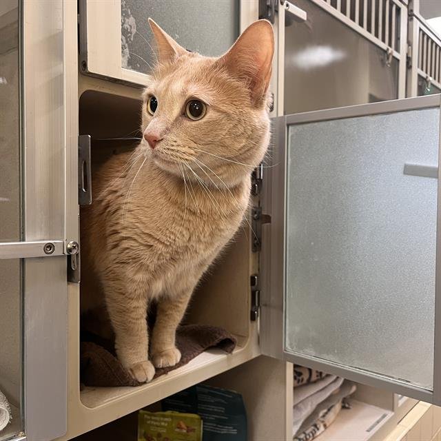 ASTRID - Domestic Short Hair available for adoption