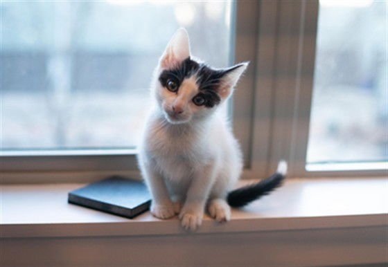 RACCOON - Domestic Short Hair available for adoption