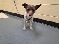 DANA EVANS - Photo 1