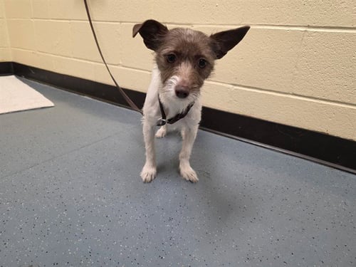 DANA EVANS - Rat Terrier available for adoption