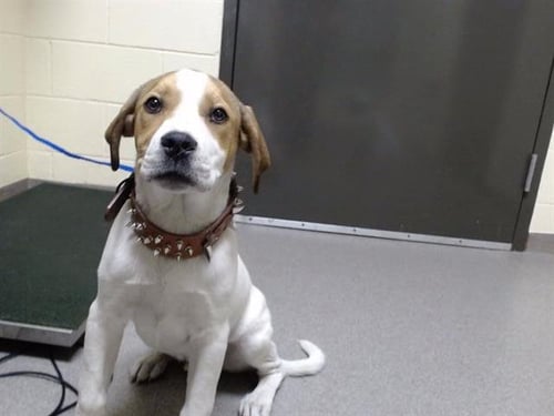 STANLEY - Pit Bull Terrier available for adoption