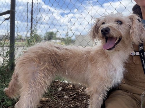 DOLLY PARTON - Terrier / Poodle (Miniature) available for adoption