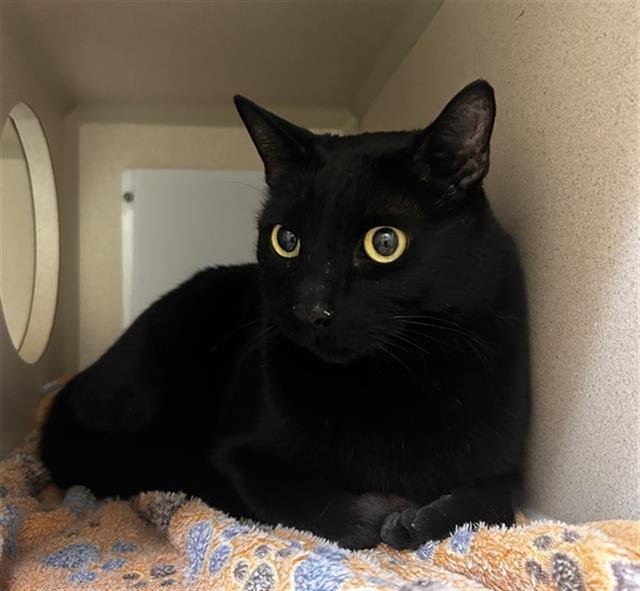 MARLEY - Domestic Short Hair available for adoption