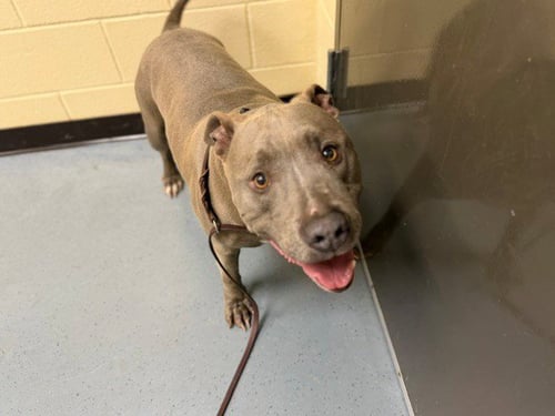 TODD - American Pit Bull Terrier available for adoption