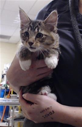 TABITHA - Domestic Medium Hair available for adoption