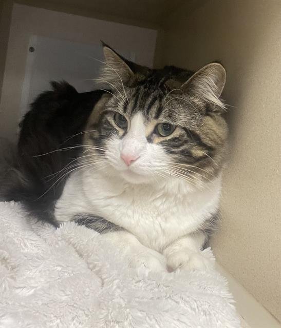 COLONEL MUSTARD - Domestic Medium Hair available for adoption