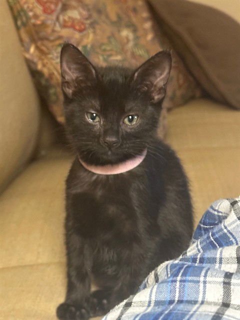 BIG SISTER - Domestic Short Hair available for adoption