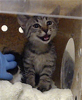 A439561 - Domestic Short Hair available for adoption