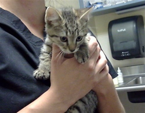 SEMI COLON - Domestic Short Hair available for adoption