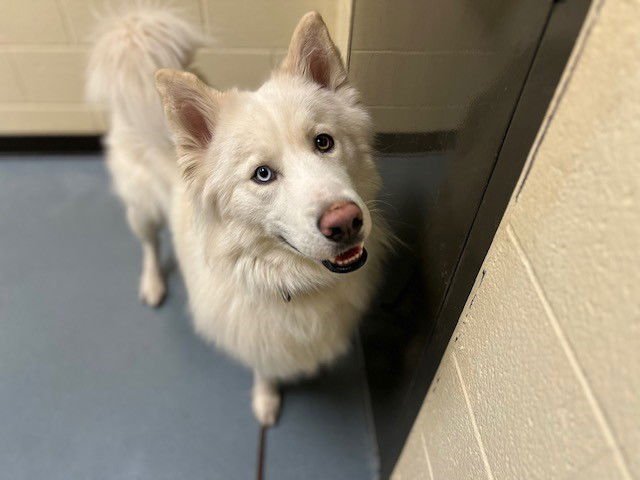 GLACIER - Siberian Husky available for adoption