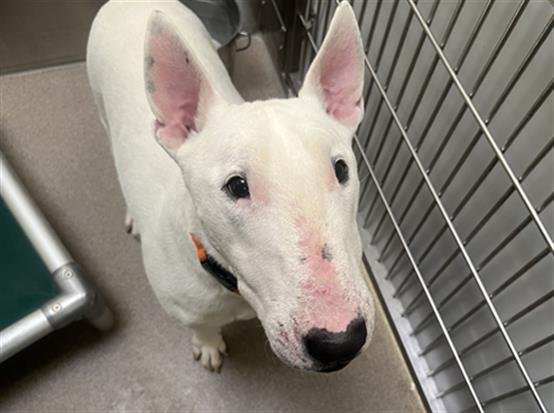 DOMO - Bull Terrier available for adoption