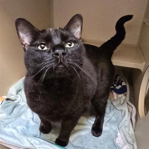 ANDY MAC - Domestic Short Hair available for adoption